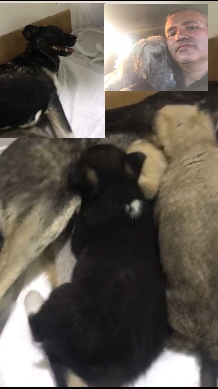 vicdansızlar 5 yavru köpeğin annesini zehirlediler