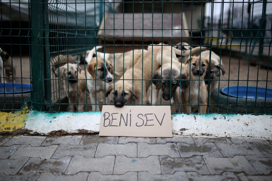 AKSARAY BELEDİYESİ HAYVAN BARINAĞINDAN SOSYAL MESAJ “BU SESE KULAK VERİN