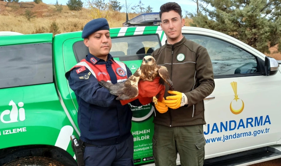 Doğan kuşu,na jandarma şevkati 