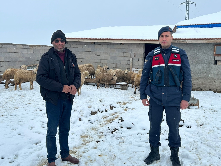 Kaybolan koyunları jandarma dron sayesinde buldu