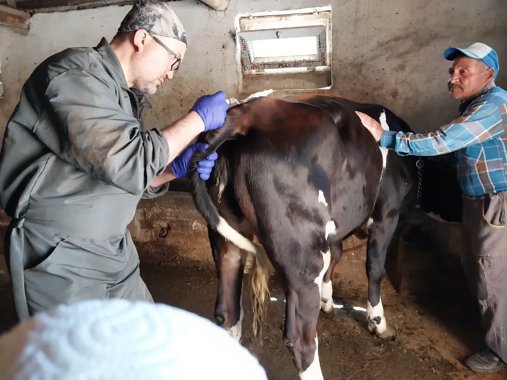 Aksaray Üniversitesi’nden genetik devrim: Süt alerjenini taşımayan buzağılar doğdu