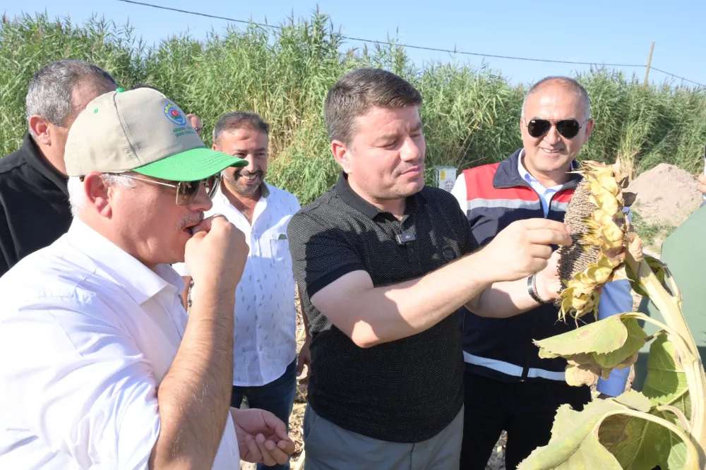 VALİ KUMBUZOĞLU VE BAŞKAN DİNÇER, AYÇİÇEK HASADINI BAŞLATTI