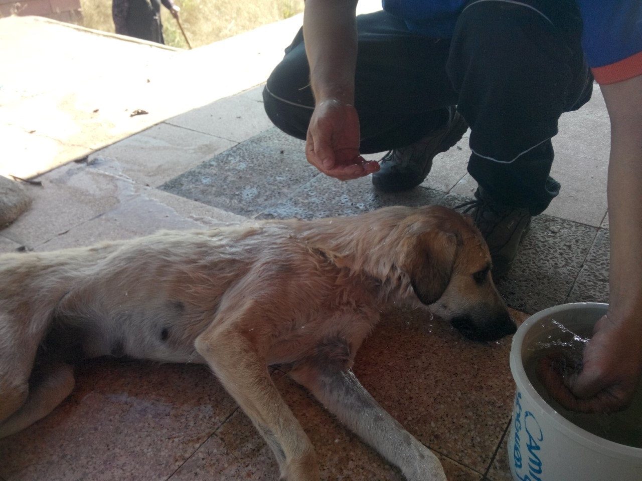 Afat Tarafın`Dan Kuyuda Mahsur Kalan Köpek Kurtarıldı