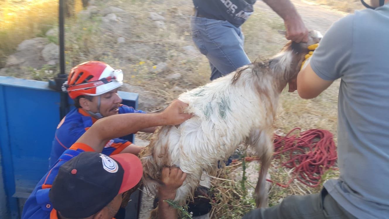 İlimiz Demirci Kasabasında Mahsur Kalan Keçi Kurtarıldı