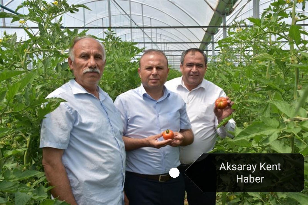 Seralarda Ürünler hasat ediliyor