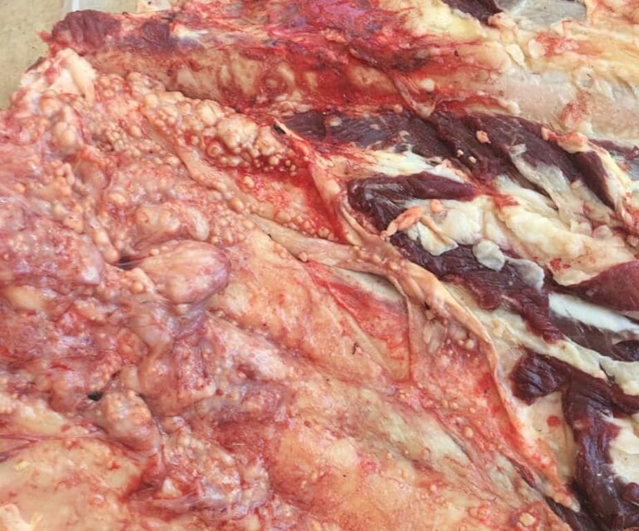 Aksaray´da tüberküloz(verem) hastalığı çıkan 11 kurbanlık hayvanın etleri imha edildi.